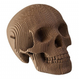 Модель черепа